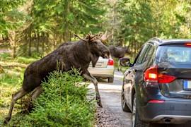 How Likely Are Wildlife Vehicle Collisions?