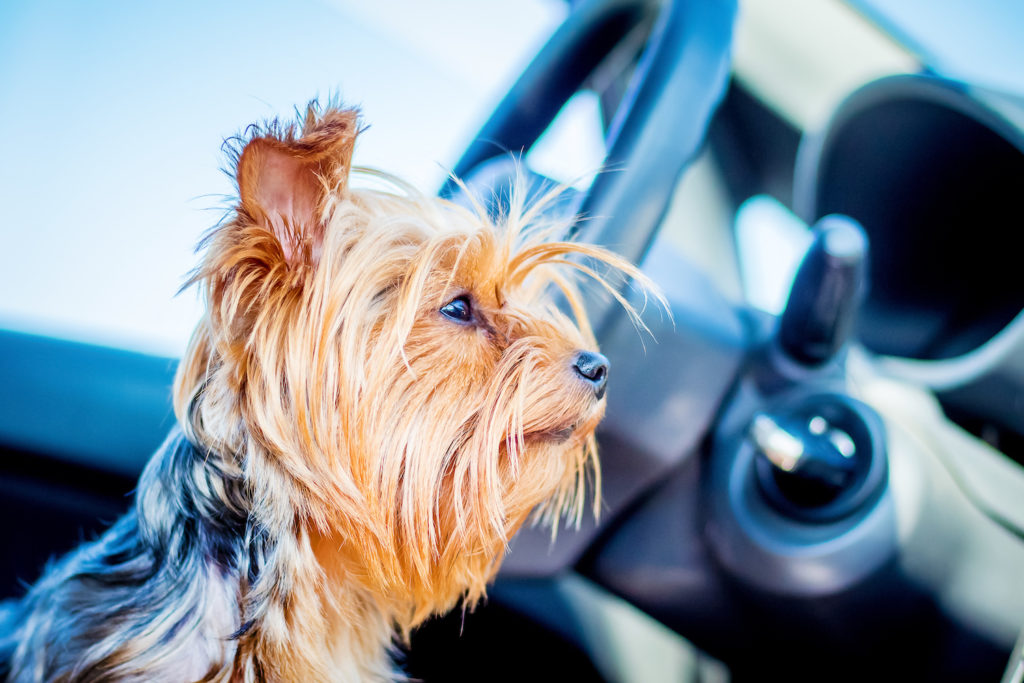 How to Get Dog Hair Out of Your Car In The Garage with