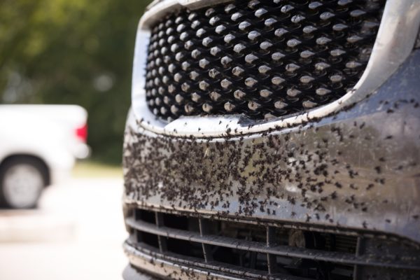 How to Remove Bug Stains From Car Bumper - In The Garage with CarParts.com