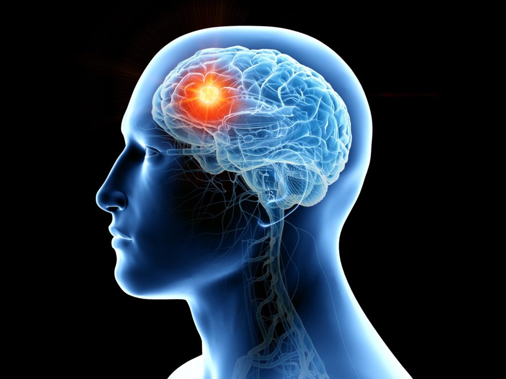 Frontal lobe of the human brain