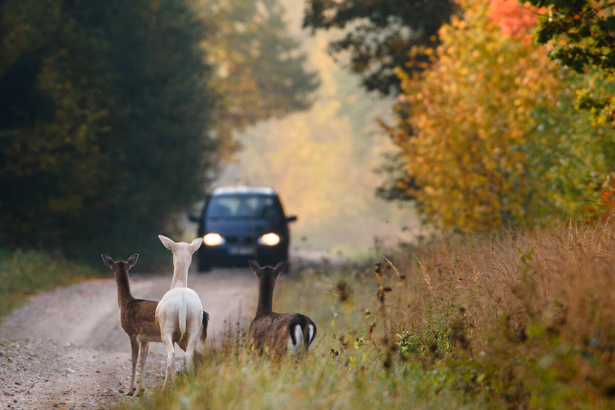 Deer vs. Car Collisions How Much Damage Can Deer Do to Your Car? In