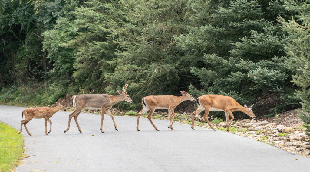 deer on road