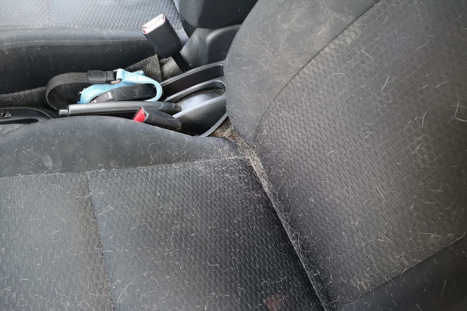 Removing Lingering Dog Odors from Your Car Effective Tips and Tricks In The Garage with