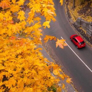 orange leaves and a red car driving on a highway