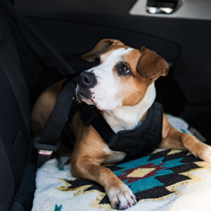 pet dog buckled up in car