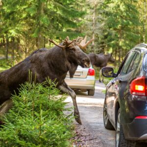moose jumping in front of car