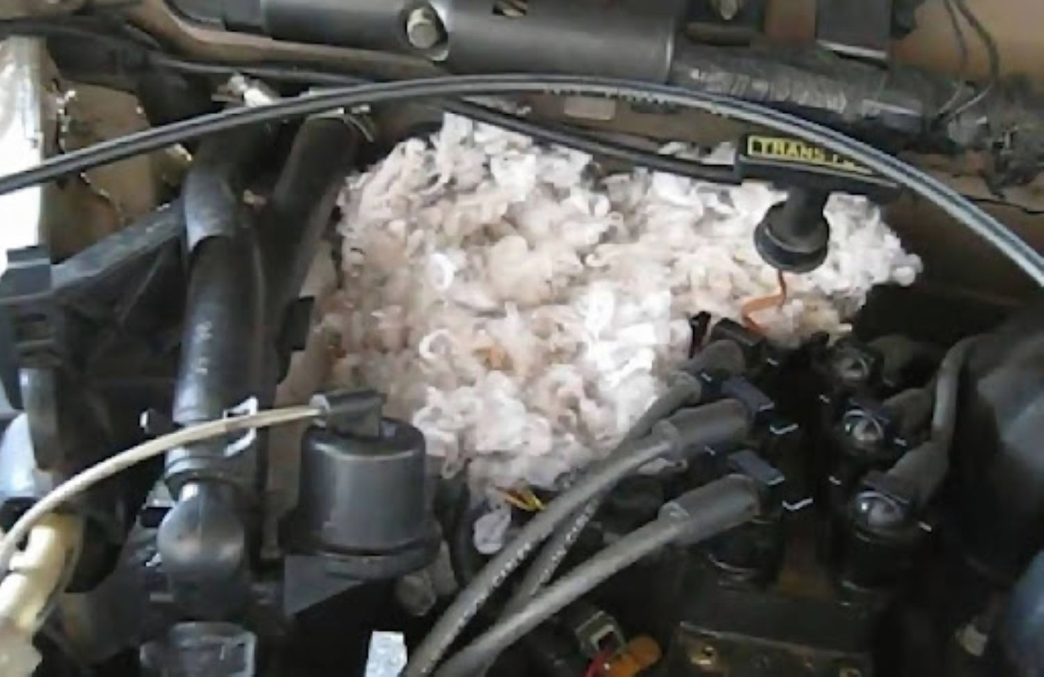 How To Keep Pesky Mice From Under the Hood of Your Car In The Garage