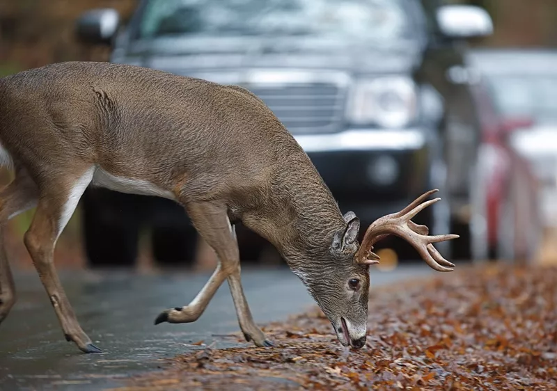 , [Infographic] How to Prevent or Deal with Deer-Vehicle Collisions: A Complete Guide