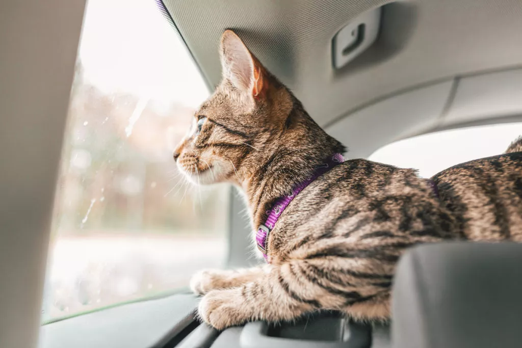 a cat can protect your car from mice and other rodents during winter