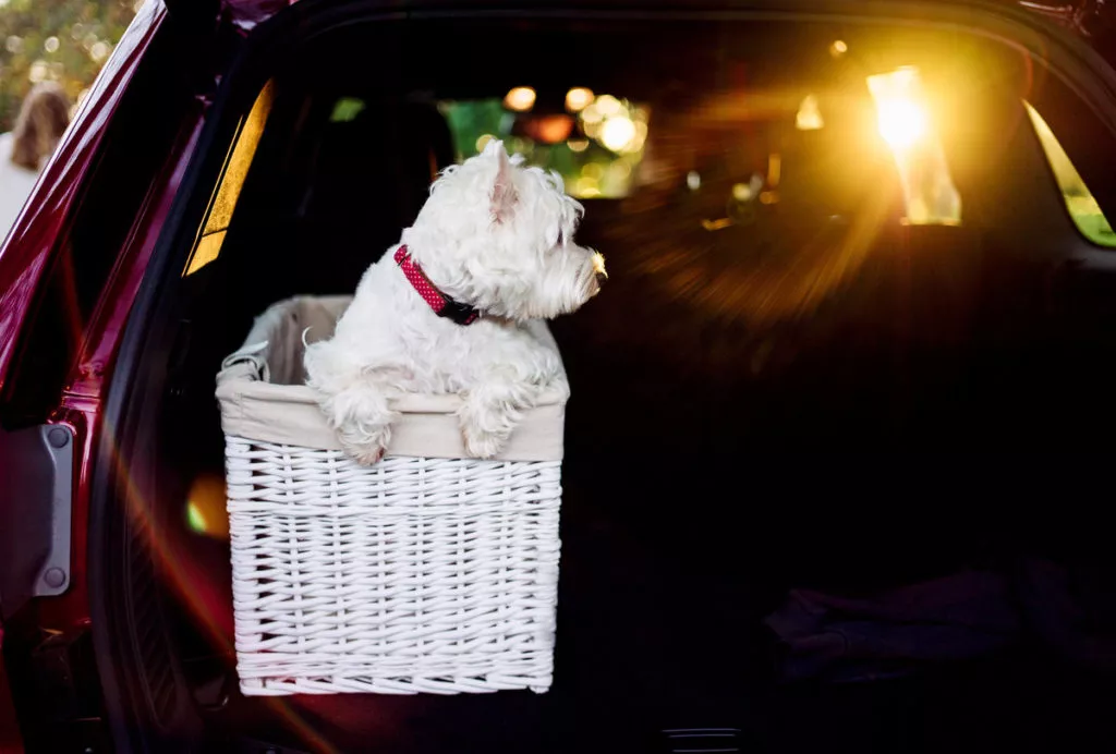 dog sitting in laundry basket in the car