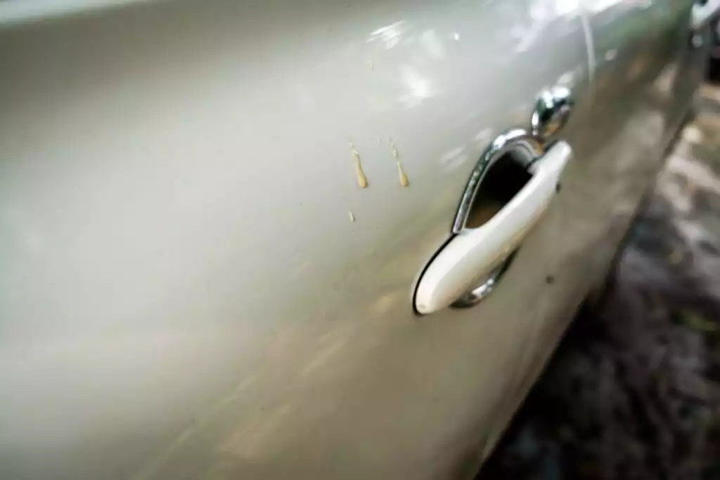 tree sap on a car door