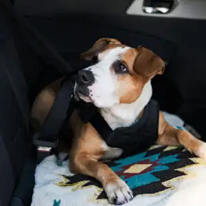 pet dog buckled up in car
