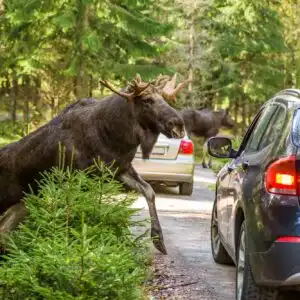 moose jumping in front of car