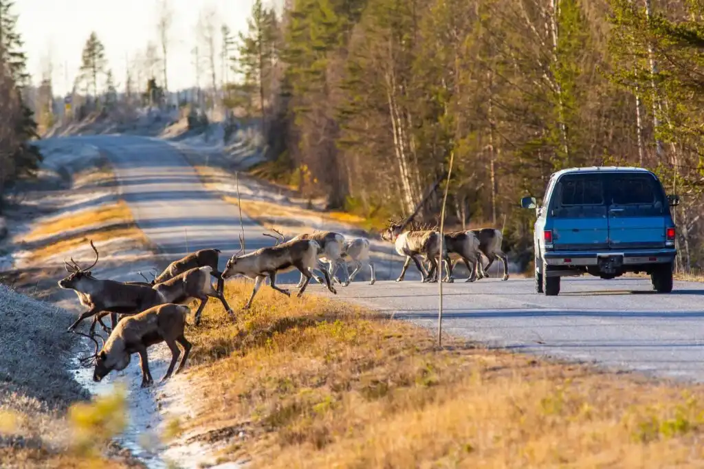 wildlife animals crossing road